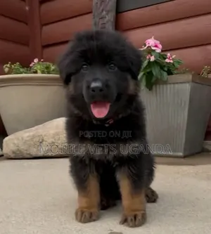 1-3 months Male Purebred German Shepherd