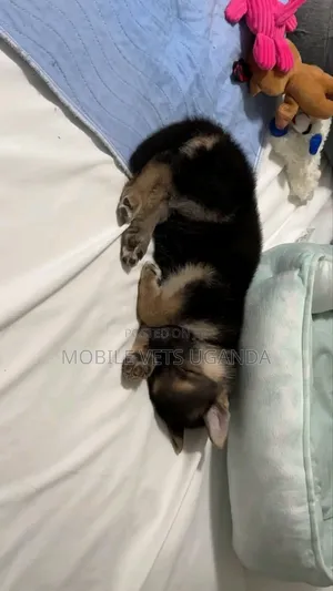 0-1 month Male Purebred German Shepherd