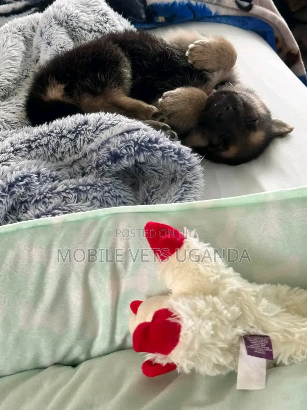 0-1 month Female Purebred German Shepherd