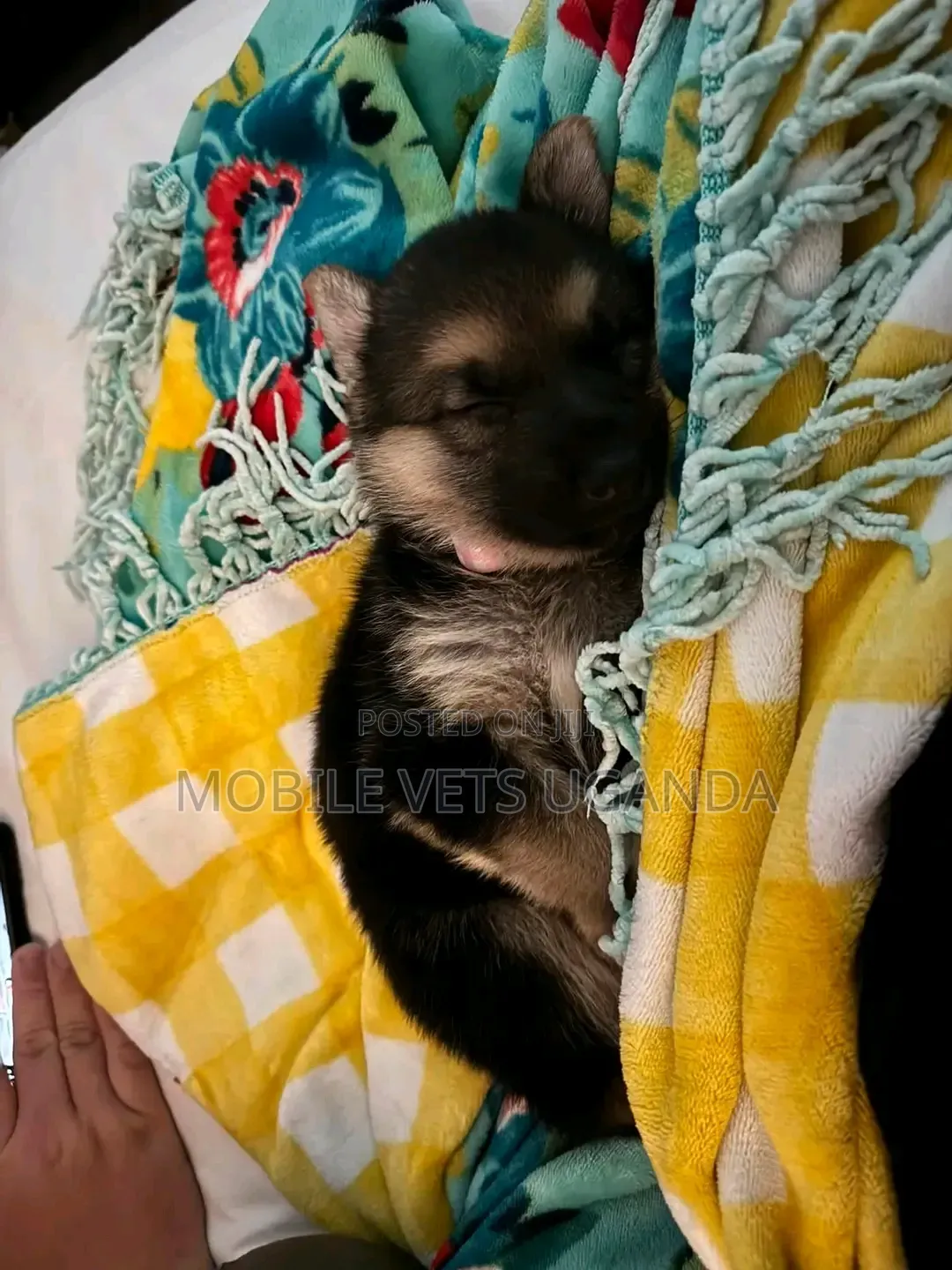 0-1 month Female Purebred German Shepherd