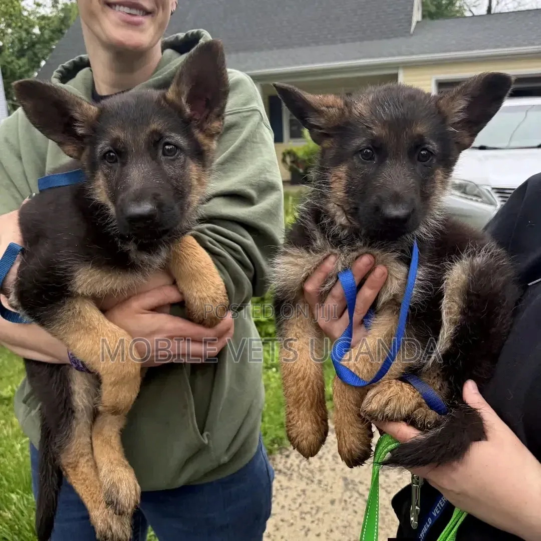 3-6 months Male Purebred German Shepherd