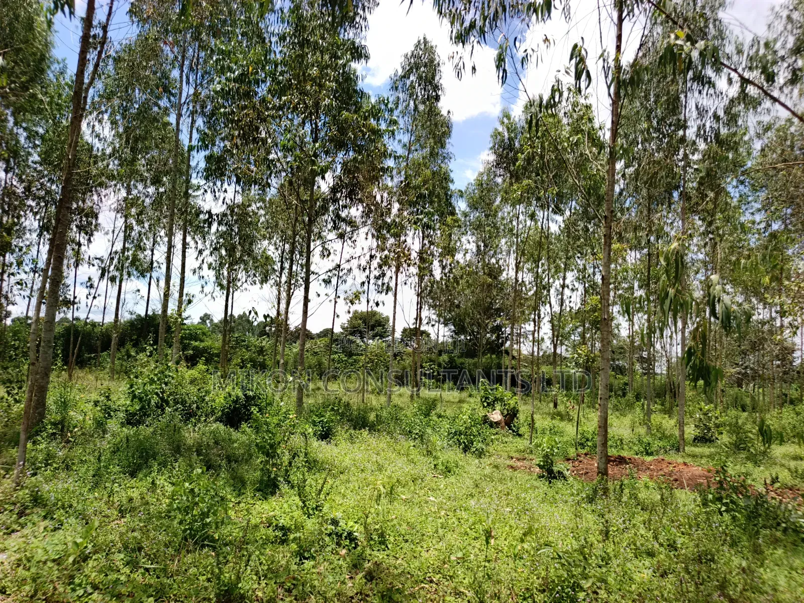 30 Acres in Kimwanyi-Sekamuli Bamunanika on Sale