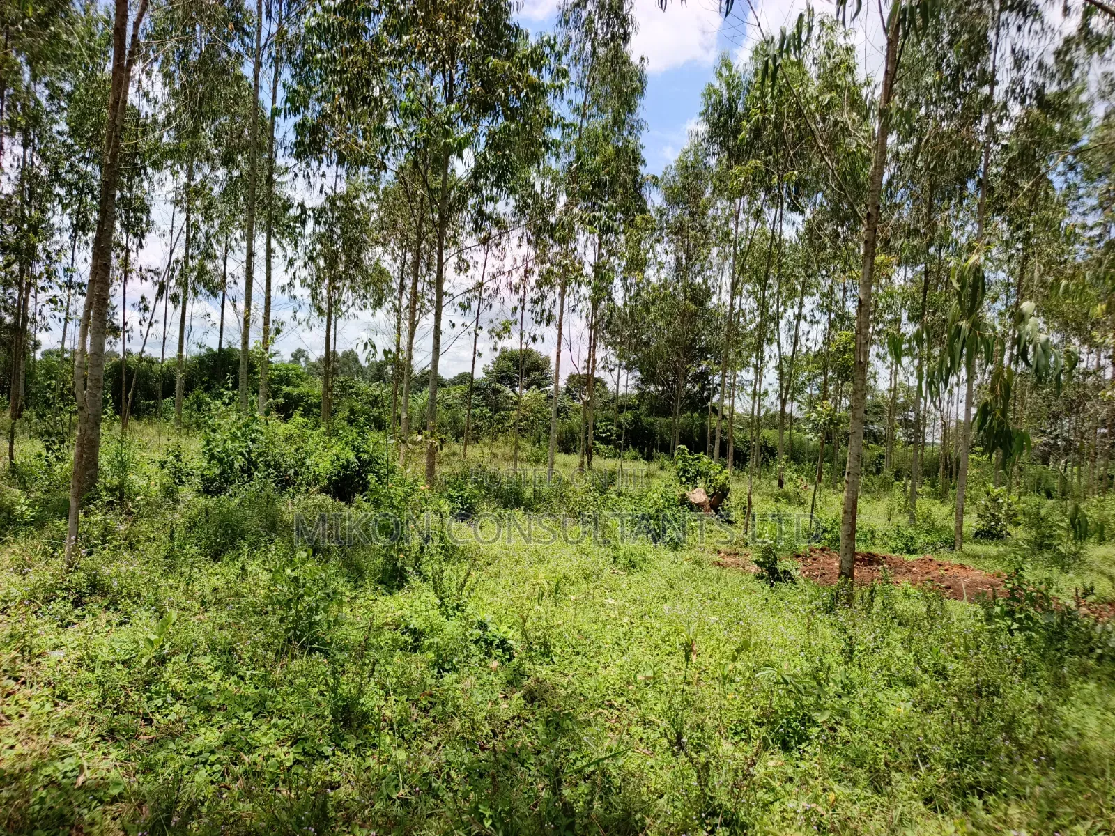 30 Acres in Kimwanyi-Sekamuli Bamunanika on Sale