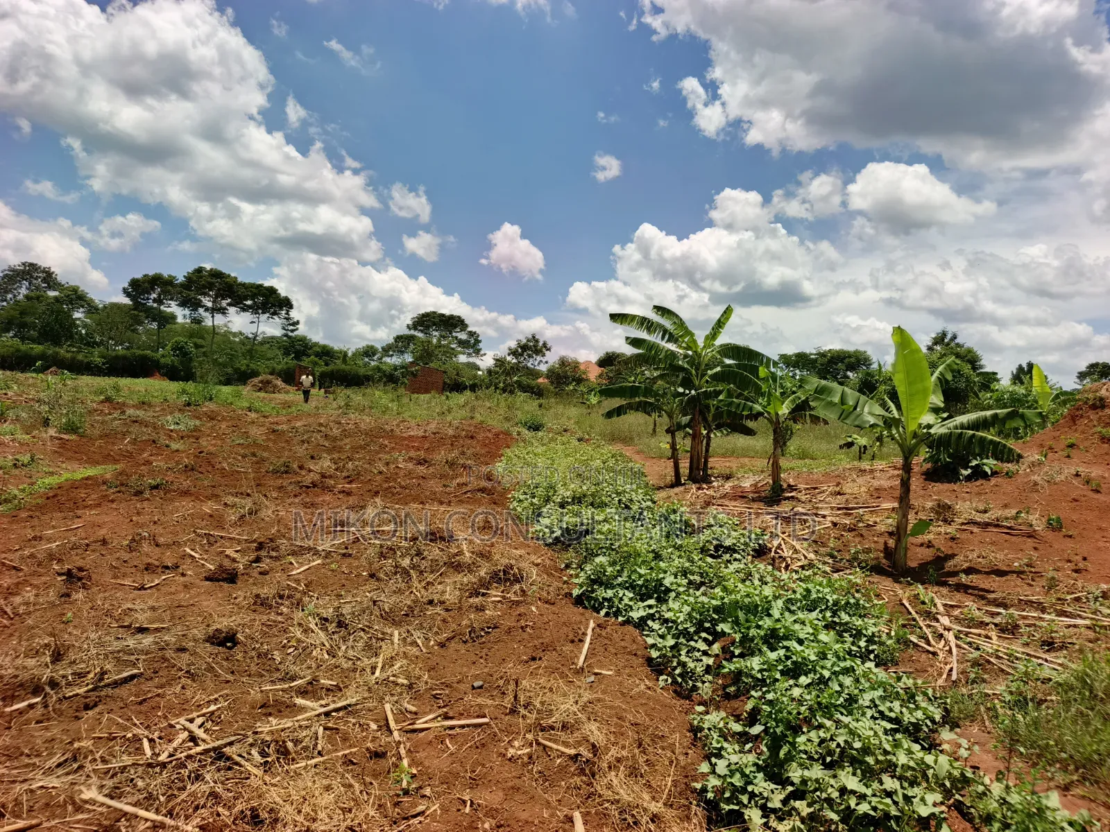 30 Acres in Kimwanyi-Sekamuli Bamunanika on Sale