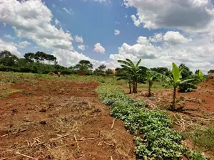 30 Acres in Kimwanyi-Sekamuli Bamunanika on Sale