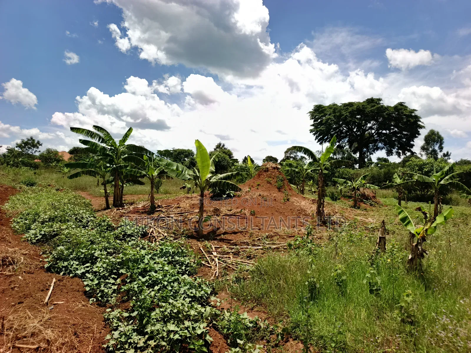 30 Acres in Kimwanyi-Sekamuli Bamunanika on Sale