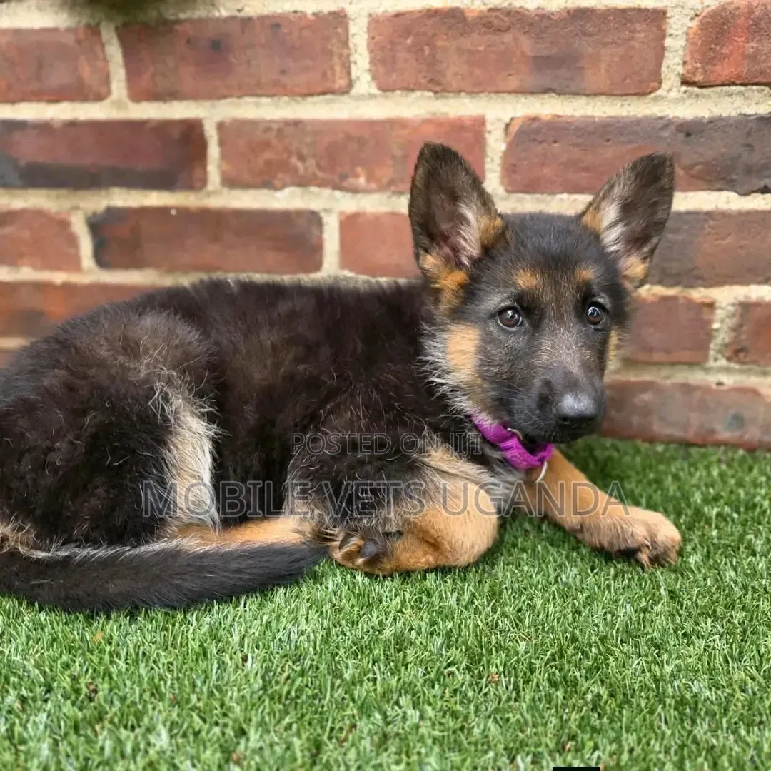 1-3 months Female Purebred German Shepherd