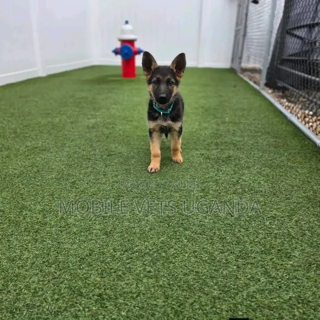 1-3 months Male Purebred German Shepherd