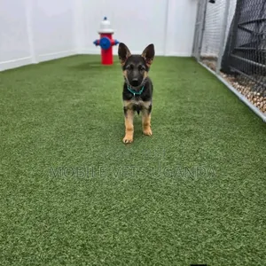 1-3 months Male Purebred German Shepherd