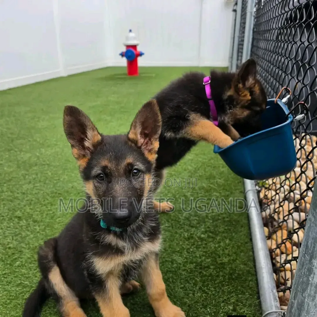3-6 months Female Purebred German Shepherd