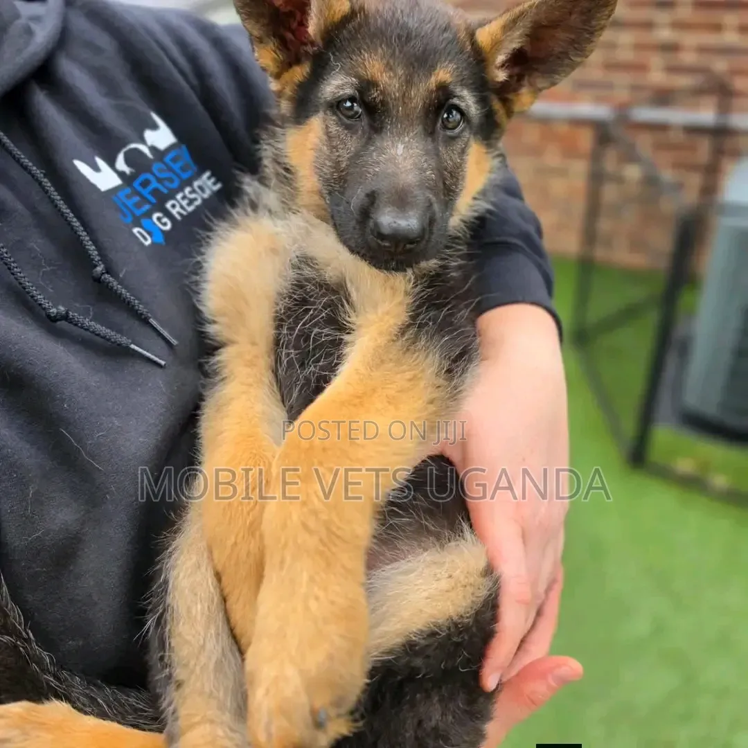 1-3 months Female Purebred German Shepherd