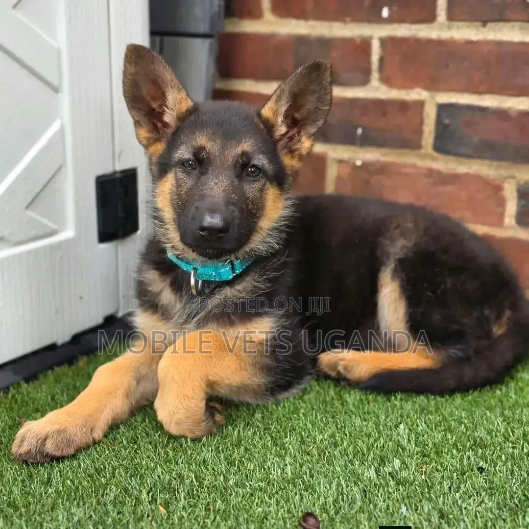 3-6 months Male Purebred German Shepherd