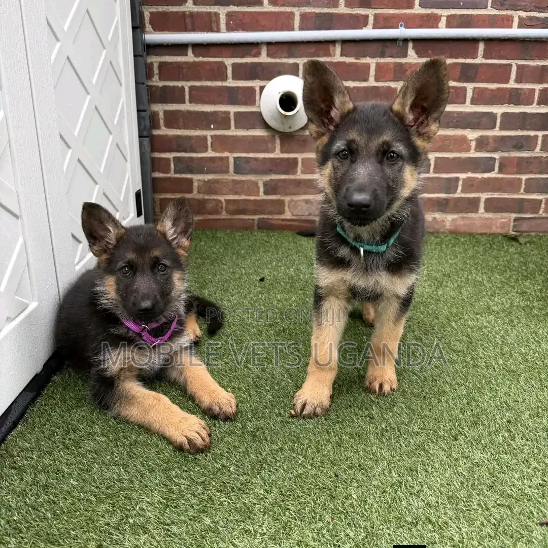 1-3 months Male Purebred German Shepherd