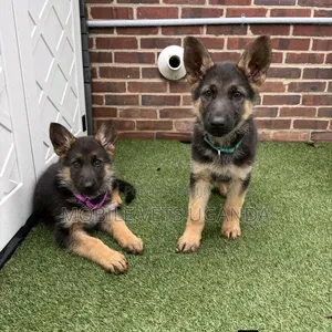 1-3 months Male Purebred German Shepherd