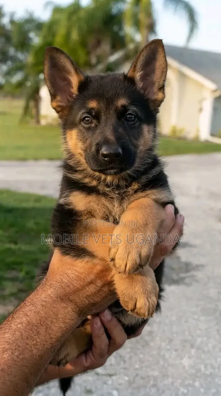 1-3 months Male Purebred German Shepherd