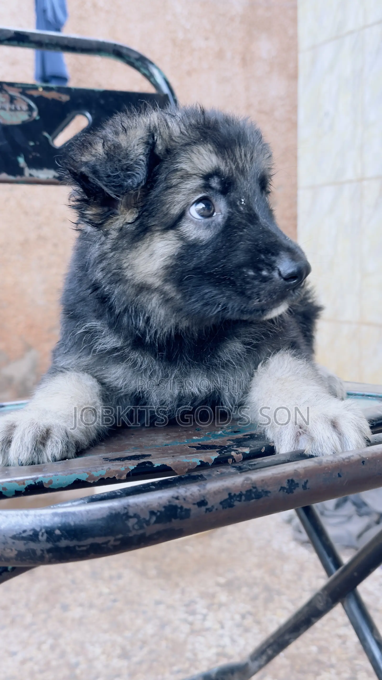 1-3 months Male Purebred German Shepherd