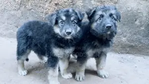 1-3 months Male Purebred German Shepherd