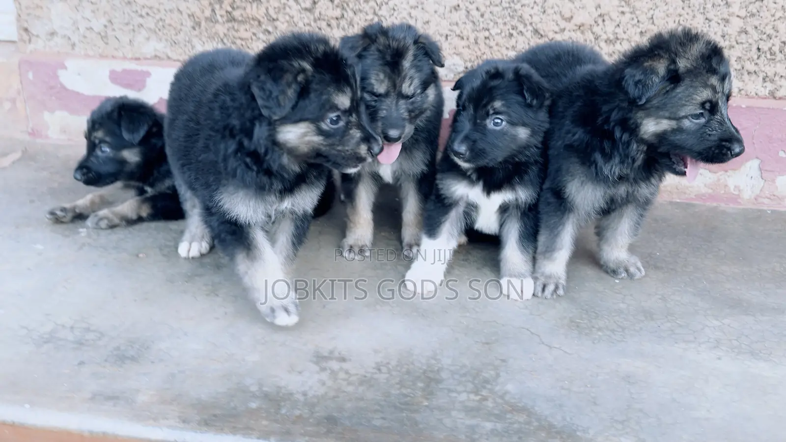 1-3 months Male Purebred German Shepherd