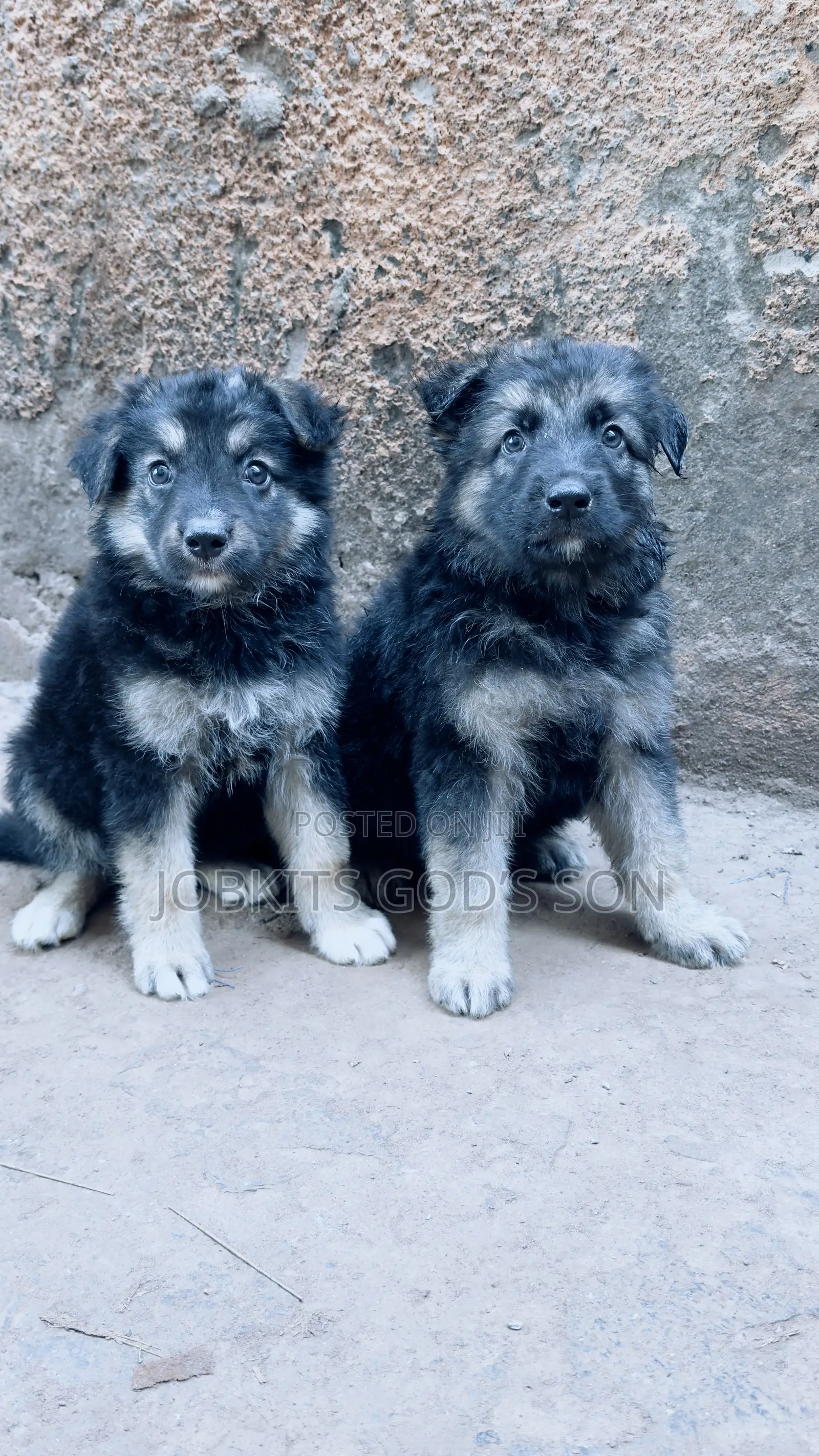1-3 months Male Purebred German Shepherd