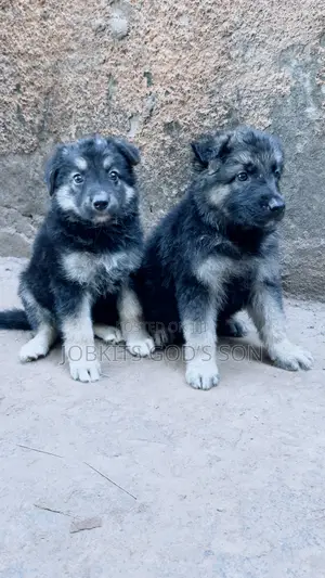 1-3 months Male Purebred German Shepherd