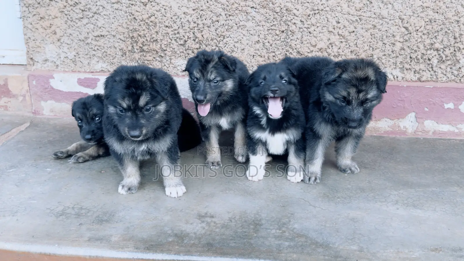 1-3 months Male Purebred German Shepherd