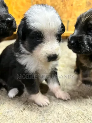 0-1 month Male Purebred Maltese