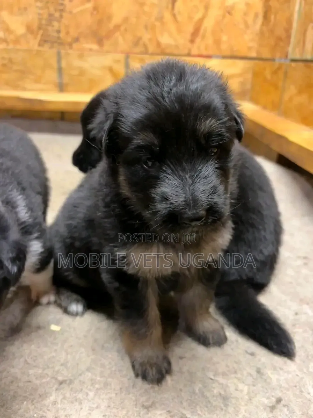 1-3 months Male Purebred German Shepherd
