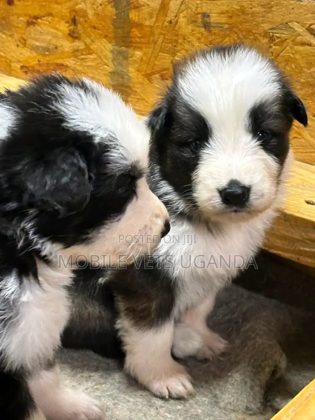 0-1 month Male Purebred Maltese
