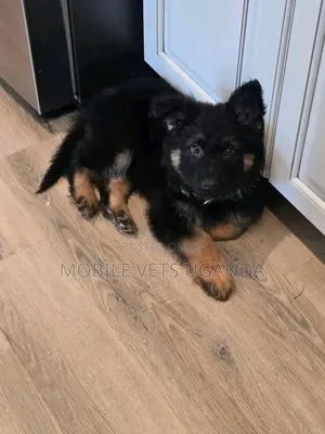 1-3 months Female Purebred German Shepherd