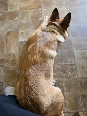 1-3 months Female Purebred German Shepherd