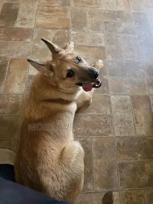 6-12 months Female Purebred German Shepherd