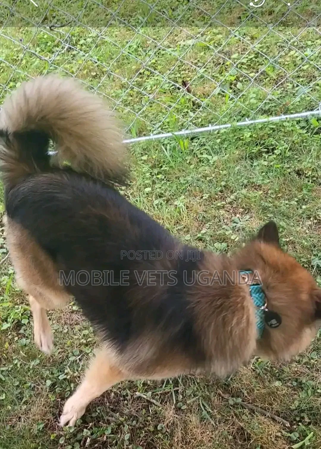 6-12 months Male Purebred German Shepherd