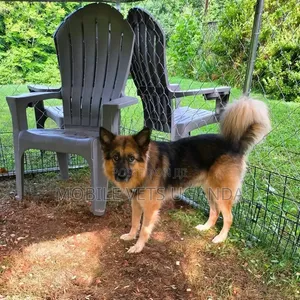 1+ year Male Purebred German Shepherd