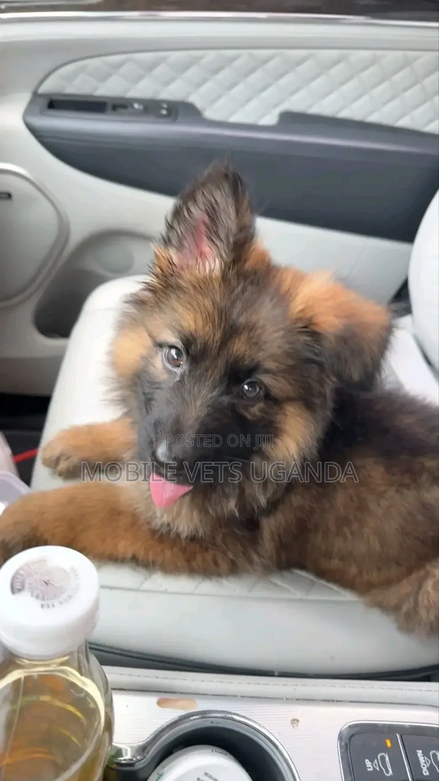 3-6 months Female Purebred German Shepherd