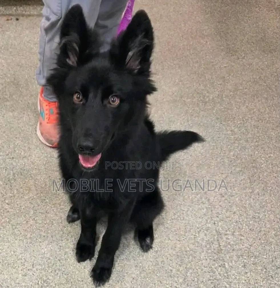 6-12 months Female Purebred German Shepherd