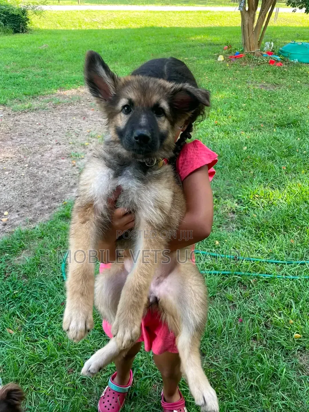 1-3 months Male Purebred German Shepherd