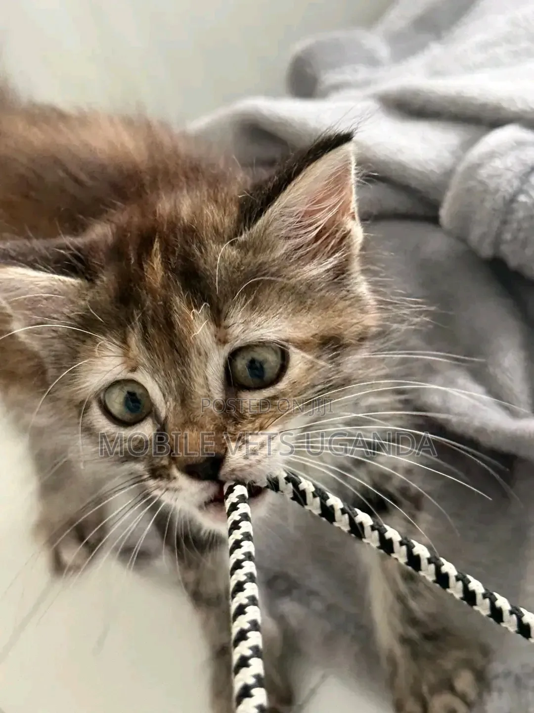 0-1 month Female Purebred Bengal