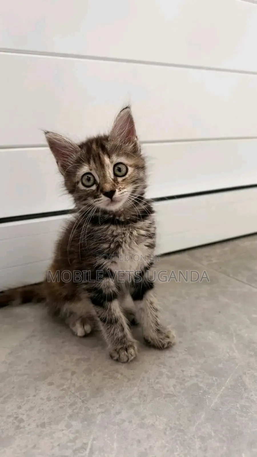 0-1 month Male Purebred Abyssinian