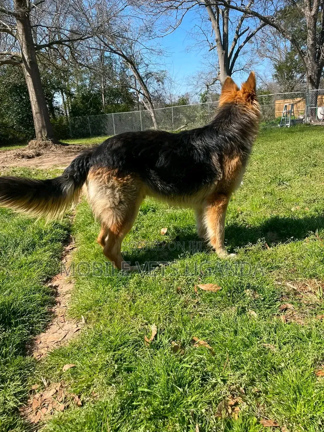 6-12 months Female Purebred German Shepherd