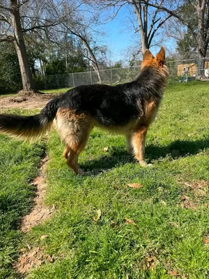 6-12 months Female Purebred German Shepherd