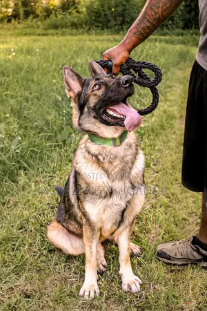 3-6 months Male Purebred German Shepherd
