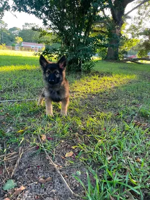 1-3 months Male Purebred German Shepherd