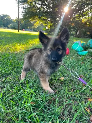 0-1 month Male Purebred German Shepherd