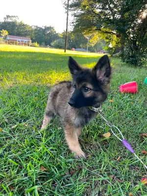 1-3 months Male Purebred German Shepherd