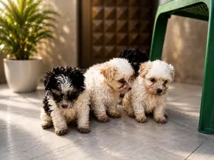 1-3 months Male Purebred Maltese