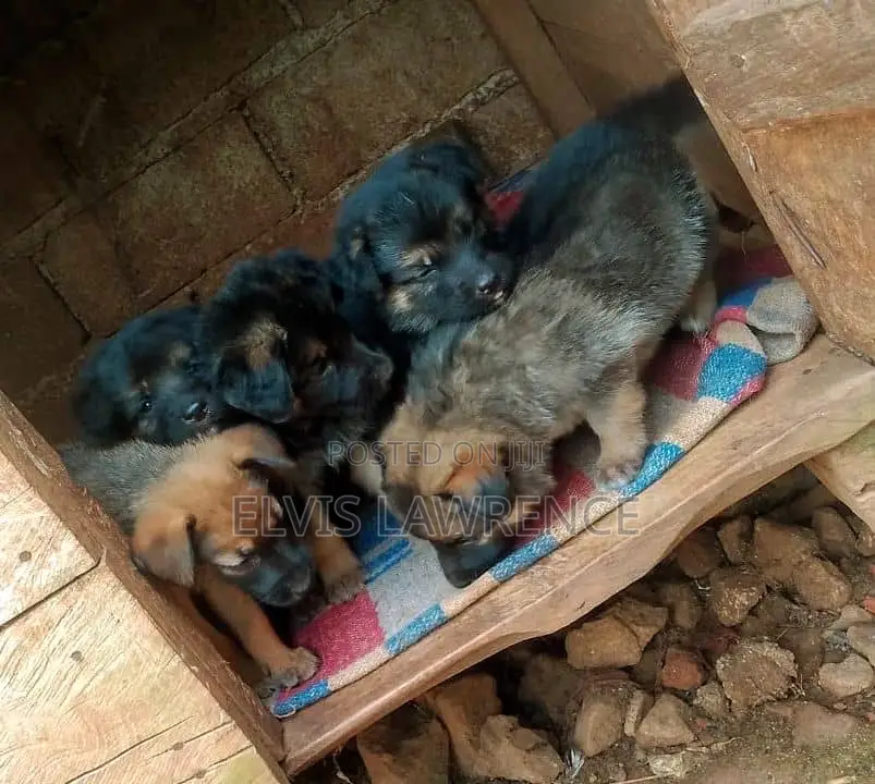 1-3 months Male Purebred German Shepherd