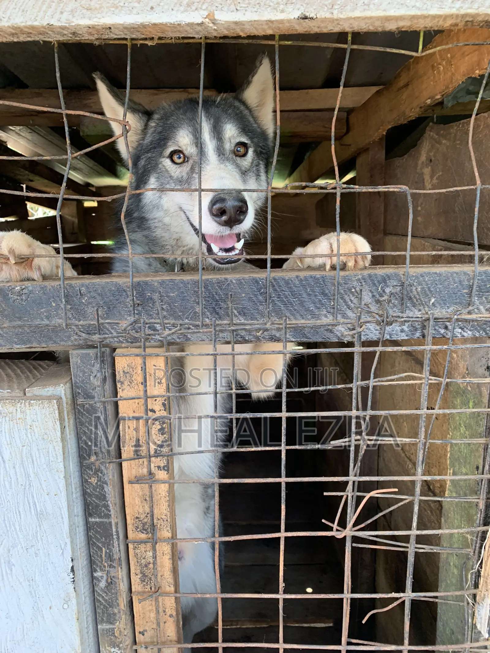 1+ year Male Purebred Siberian Husky