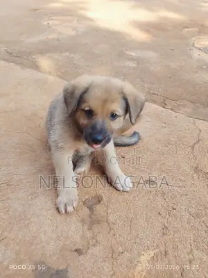 1-3 months Male Purebred German Shepherd