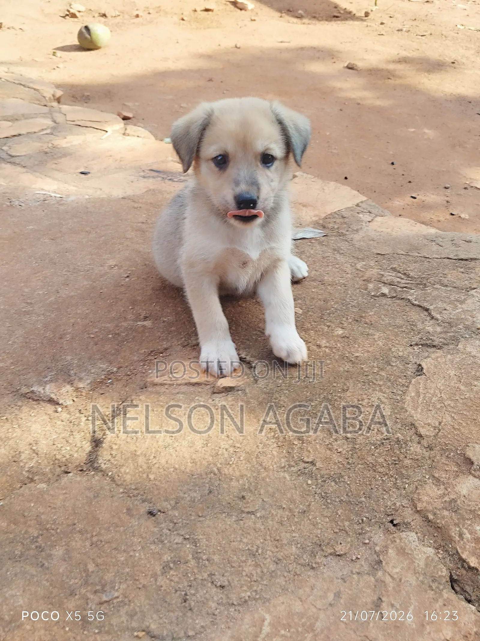 1-3 months Male Purebred German Shepherd