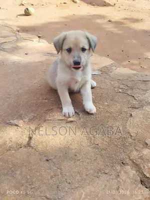 1-3 months Male Purebred German Shepherd